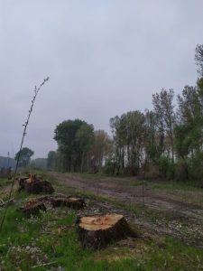 Tikvara, 28.04.2021.
